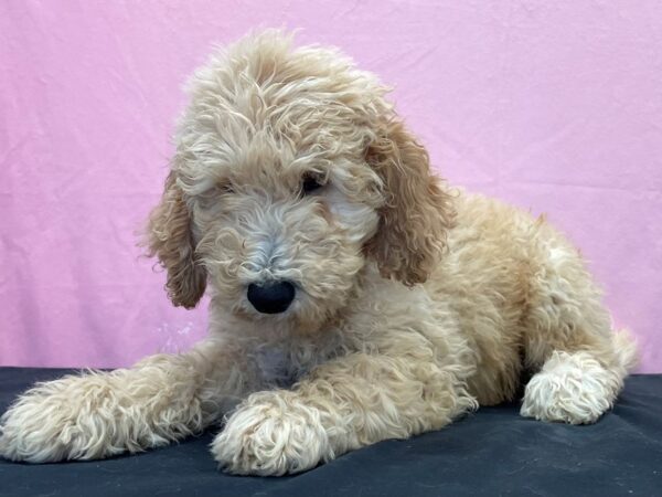 F1B Goldendoodle-DOG-Male-Golden-23894-Petland Scottsdale, Arizona