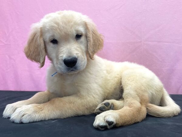 Golden Retriever-DOG-Male-Golden-23897-Petland Scottsdale, Arizona