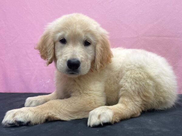 Golden Retriever-DOG-Female-Golden-23899-Petland Scottsdale, Arizona
