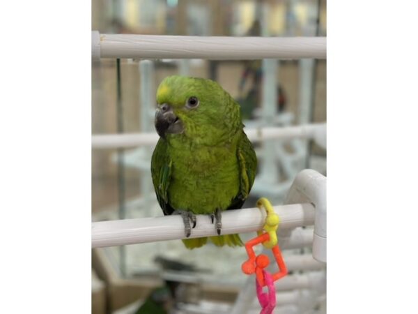 Yellow Naped Amazon-BIRD-Female--23783-Petland Scottsdale, Arizona