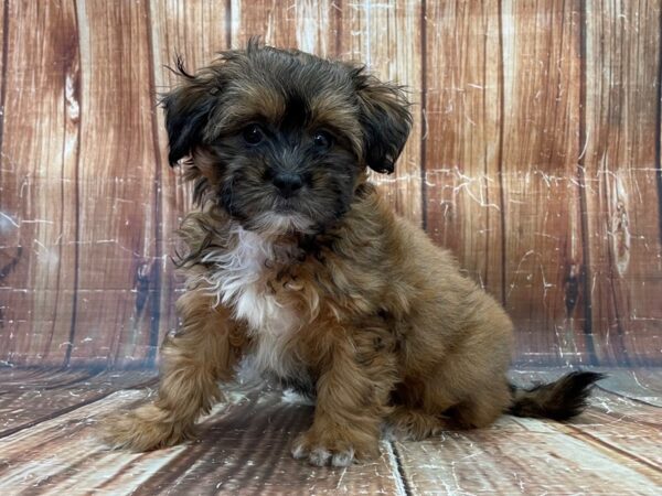 Lhasa Apso/Poodle-DOG-Female-Red Sable-23928-Petland Scottsdale, Arizona