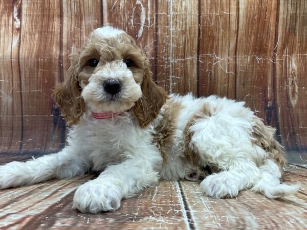 F1B Mini Goldendoodle-DOG-Female-White / Red-23927-Petland Scottsdale, Arizona