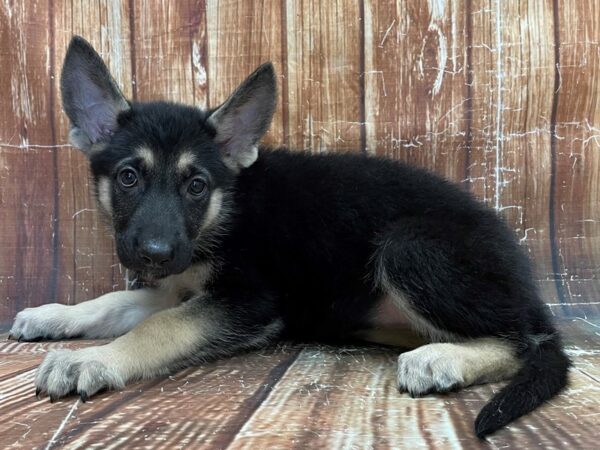 German Shepherd Dog-DOG-Female-Black / Tan-23926-Petland Scottsdale, Arizona