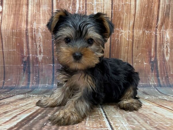 Yorkshire Terrier-DOG-Male-Black / Tan-23925-Petland Scottsdale, Arizona