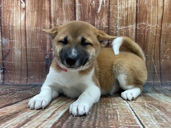 Shiba Inu-DOG-Female-Red Sesame-23924-Petland Scottsdale, Arizona