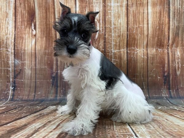 Miniature Schnauzer-DOG-Female-White Salt / Pepper-23922-Petland Scottsdale, Arizona