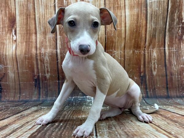 Italian Greyhound-DOG-Female-Blue Fawn-23921-Petland Scottsdale, Arizona
