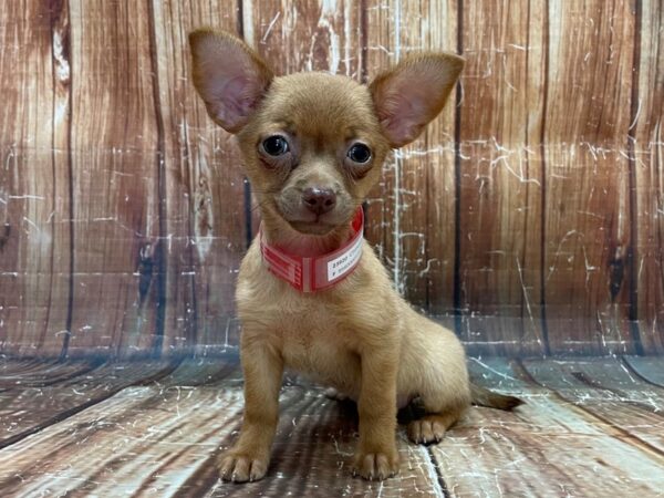 Chihuahua-DOG-Female-Red-23920-Petland Scottsdale, Arizona