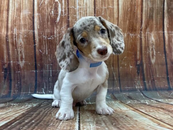 Dachshund-DOG-Male-Chocolate / Tan-23918-Petland Scottsdale, Arizona