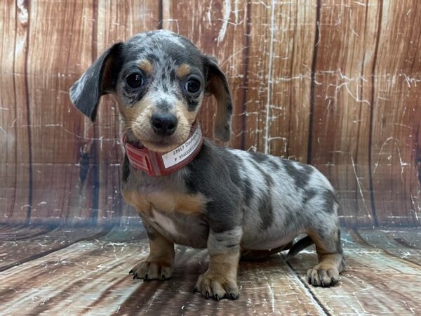 Dachshund-DOG-Female-Blue / Tan-23917-Petland Scottsdale, Arizona