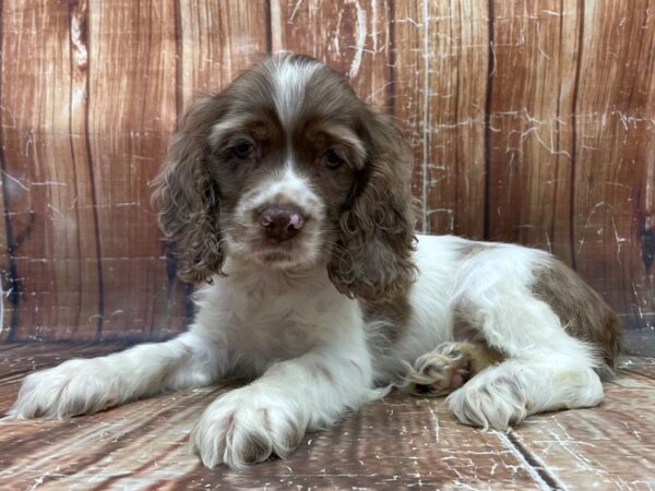 Cocker Spaniel-DOG-Male-White / Chocolate Merle-23916-Petland Scottsdale, Arizona