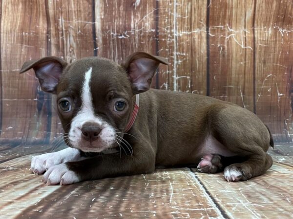 Boston Terrier-DOG-Female-Seal and White-23914-Petland Scottsdale, Arizona