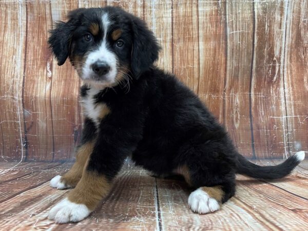 Bernese Mountain Dog-DOG-Female-Black and Rust-23913-Petland Scottsdale, Arizona