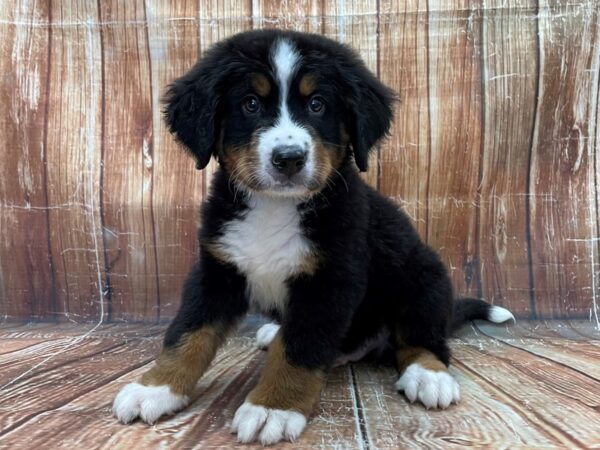 Bernese Mountain Dog-DOG-Male-Black and Rust-23912-Petland Scottsdale, Arizona