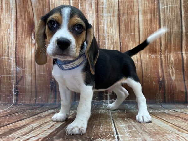 Beagle-DOG-Male-Black White and Tan-23911-Petland Scottsdale, Arizona
