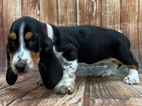 Basset Hound-DOG-Female-Black Brown and White-23910-Petland Scottsdale, Arizona
