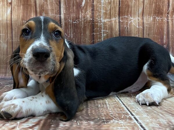 Basset Hound-DOG-Male-Black Brown and White-23909-Petland Scottsdale, Arizona