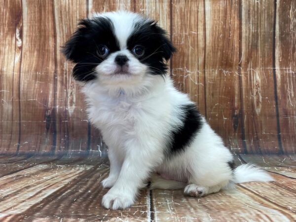 Japanese Chin-DOG-Male-Black and White-23908-Petland Scottsdale, Arizona