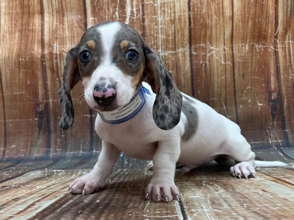 Dachshund-DOG-Male-Black and Silver Dapple-23907-Petland Scottsdale, Arizona