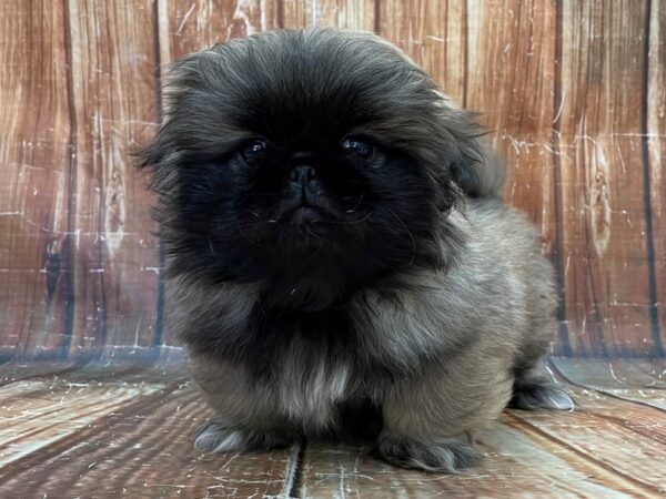Pekingese-DOG-Female-Grey Sable-23906-Petland Scottsdale, Arizona
