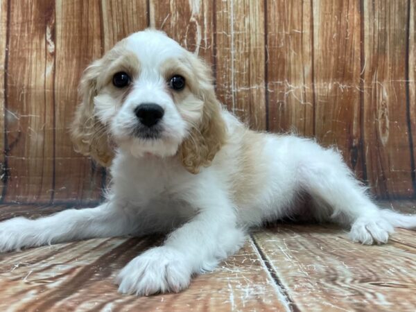 Bichon Frise/Cavalier King Charles Spaniel-DOG-Female-White and Buff-23905-Petland Scottsdale, Arizona