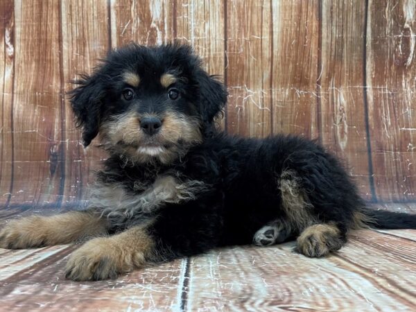 Bernese Mountain Dog/Poodle-DOG-Female-Tri Color-23904-Petland Scottsdale, Arizona