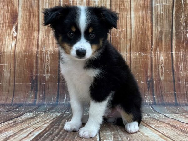 Miniature Australian Shepherd-DOG-Male-Black White and Brown-23903-Petland Scottsdale, Arizona
