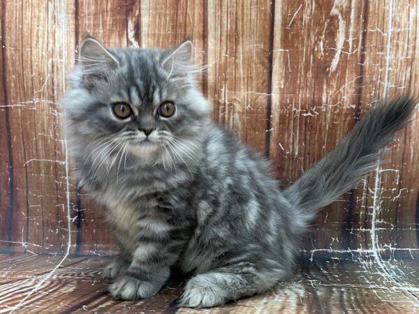 Persian-CAT-Male-Blue-23902-Petland Scottsdale, Arizona