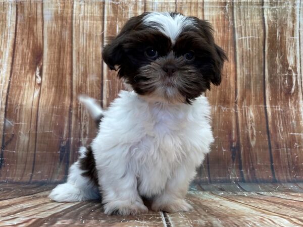 Shih Tzu-DOG-Male-Liver and White-23901-Petland Scottsdale, Arizona