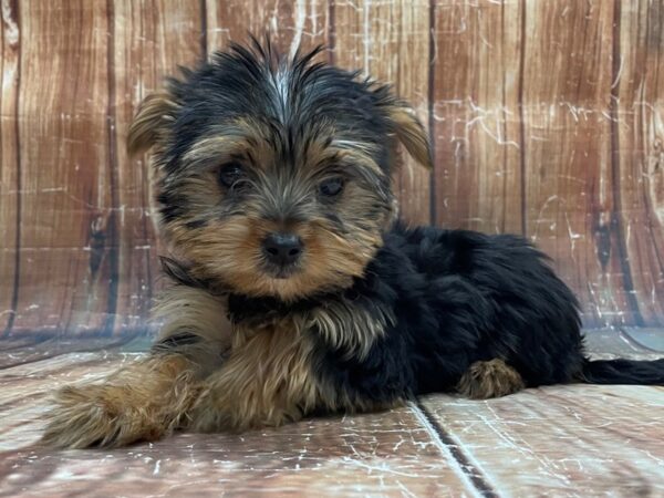 2nd Generation Morkie-DOG-Female-Black / Tan-23953-Petland Scottsdale, Arizona