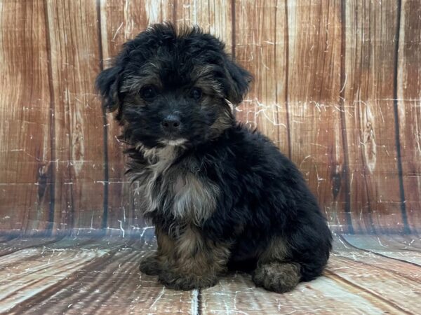 Maltese/Yorkshire Terrier-DOG-Male-Black / Tan-23952-Petland Scottsdale, Arizona