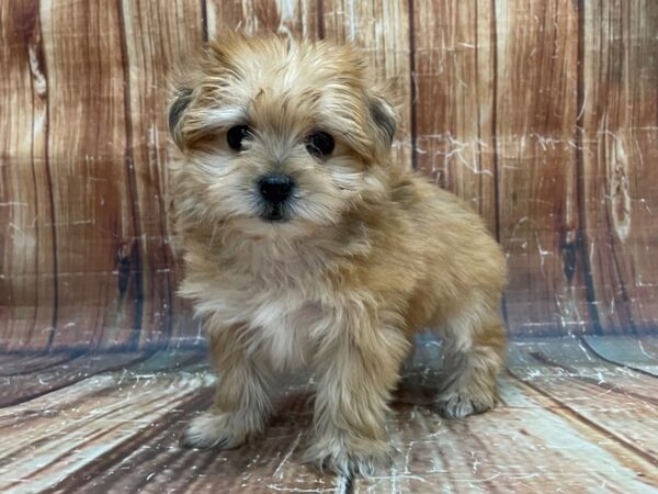 Maltese/Yorkshire Terrier-DOG-Female-Red Gold-23951-Petland Scottsdale, Arizona