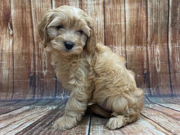 Cavalier King Charles Spaniel/Poodle-DOG-Female-Apricot-23950-Petland Scottsdale, Arizona