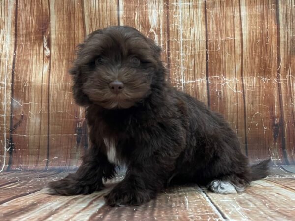 Havanese/Poodle-DOG-Male-Chocolate-23949-Petland Scottsdale, Arizona