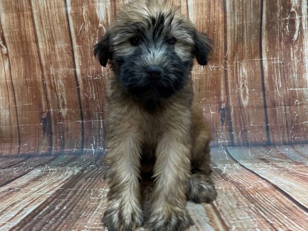 Soft Coated Wheaten Terrier-DOG-Female-Wheaten-23948-Petland Scottsdale, Arizona
