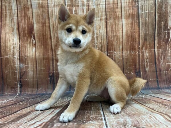 Shiba Inu-DOG-Female-Red Sesame-23947-Petland Scottsdale, Arizona