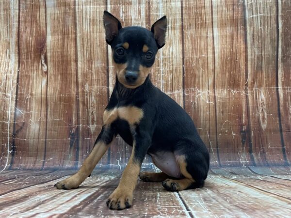 Miniature Pinscher-DOG-Female-Black / Tan-23946-Petland Scottsdale, Arizona
