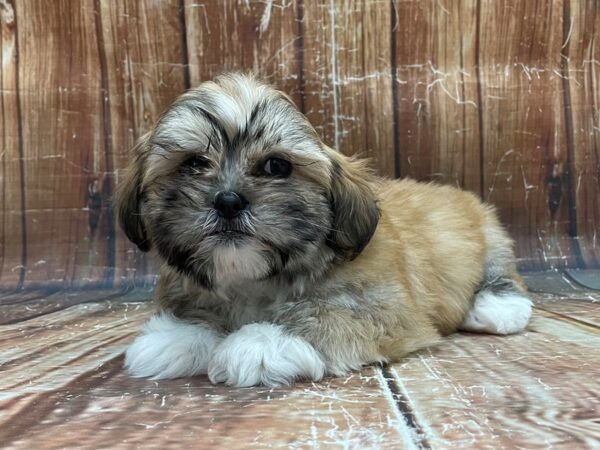 Lhasa Apso-DOG-Female-Golden-23945-Petland Scottsdale, Arizona