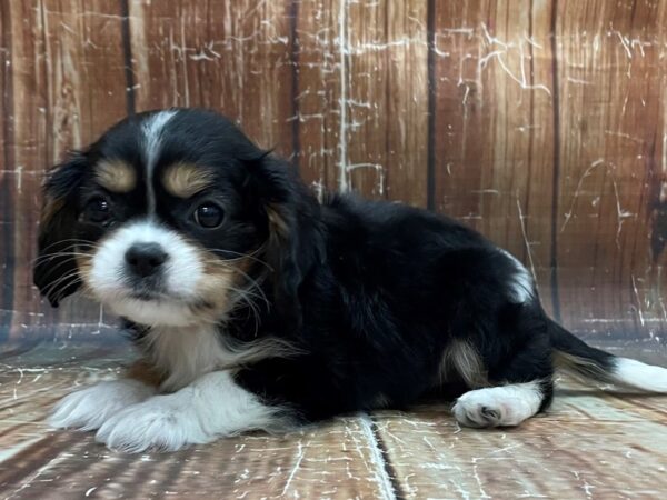 Cavalier King Charles Spaniel-DOG-Female-Black White / Tan-23944-Petland Scottsdale, Arizona