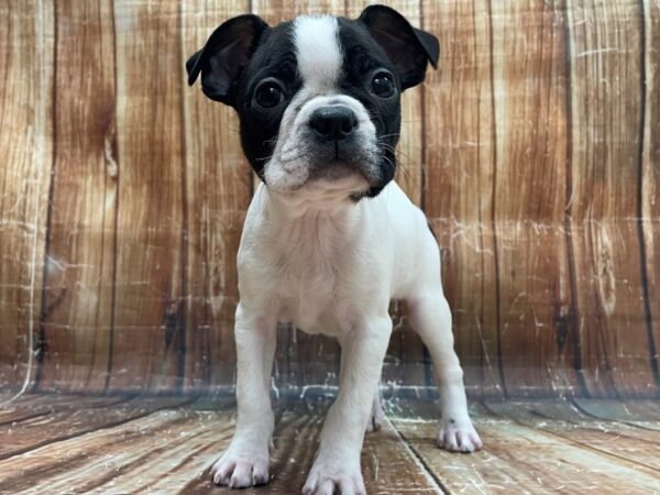 Boston Terrier-DOG-Female-Black / White-23943-Petland Scottsdale, Arizona