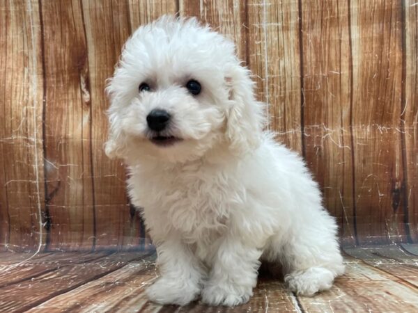 Bichon Frise-DOG-Male-White-23942-Petland Scottsdale, Arizona