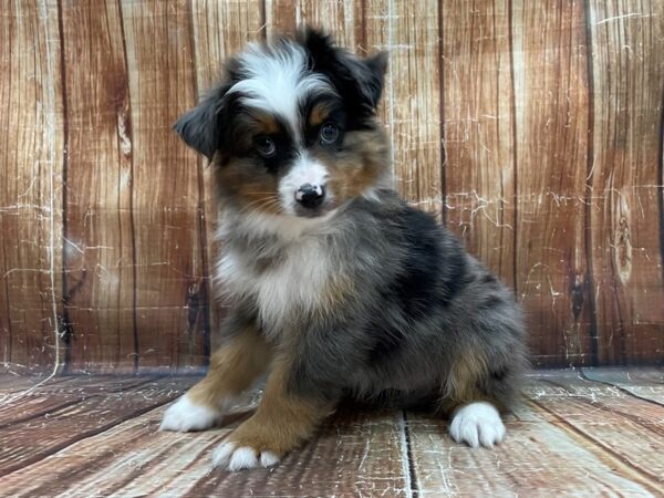 Miniature Australian Shepherd-DOG-Male-Blue Merle White / Tan-23941-Petland Scottsdale, Arizona