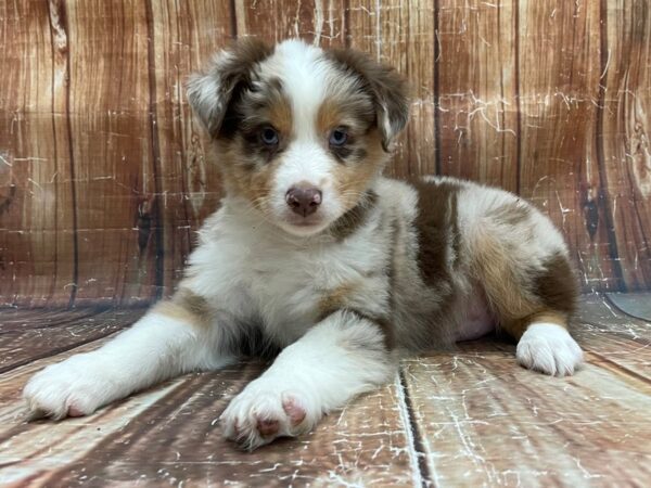 Miniature Australian Shepherd-DOG-Male-Red Merle-23940-Petland Scottsdale, Arizona