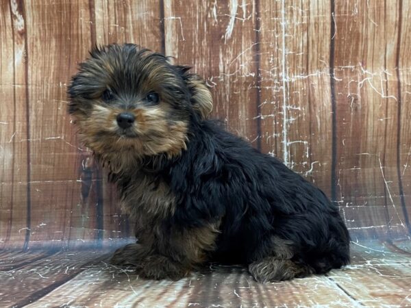 Yorkshire Terrier-DOG-Male-Black and Tan-23939-Petland Scottsdale, Arizona