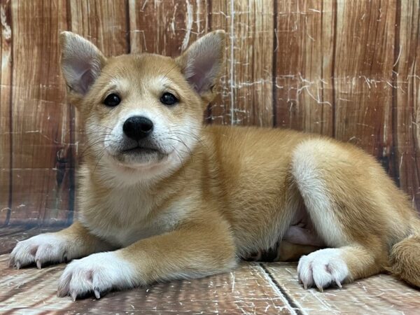 Shiba Inu-DOG-Male-Red-23938-Petland Scottsdale, Arizona