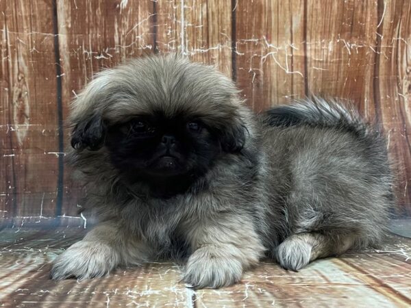 Pekingese-DOG-Female-Fawn Sable-23937-Petland Scottsdale, Arizona