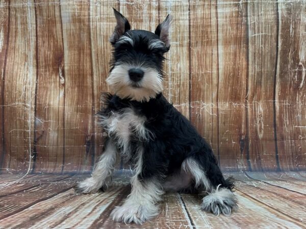 Miniature Schnauzer-DOG-Male-Black and Silver-23936-Petland Scottsdale, Arizona