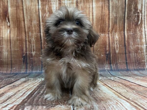 Lhasa Apso-DOG-Male-Liver-23935-Petland Scottsdale, Arizona