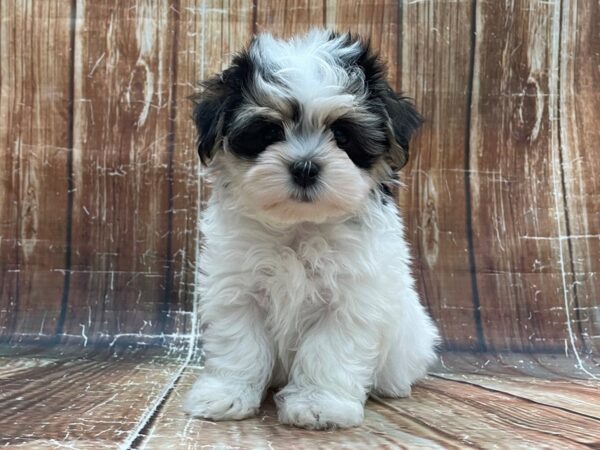 Havanese-DOG-Male-Black and Tan-23934-Petland Scottsdale, Arizona