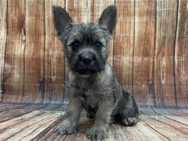 Cairn Terrier-DOG-Male-Wheaten-23932-Petland Scottsdale, Arizona
